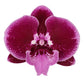 Phalaenopsis Orchid | Lembongan