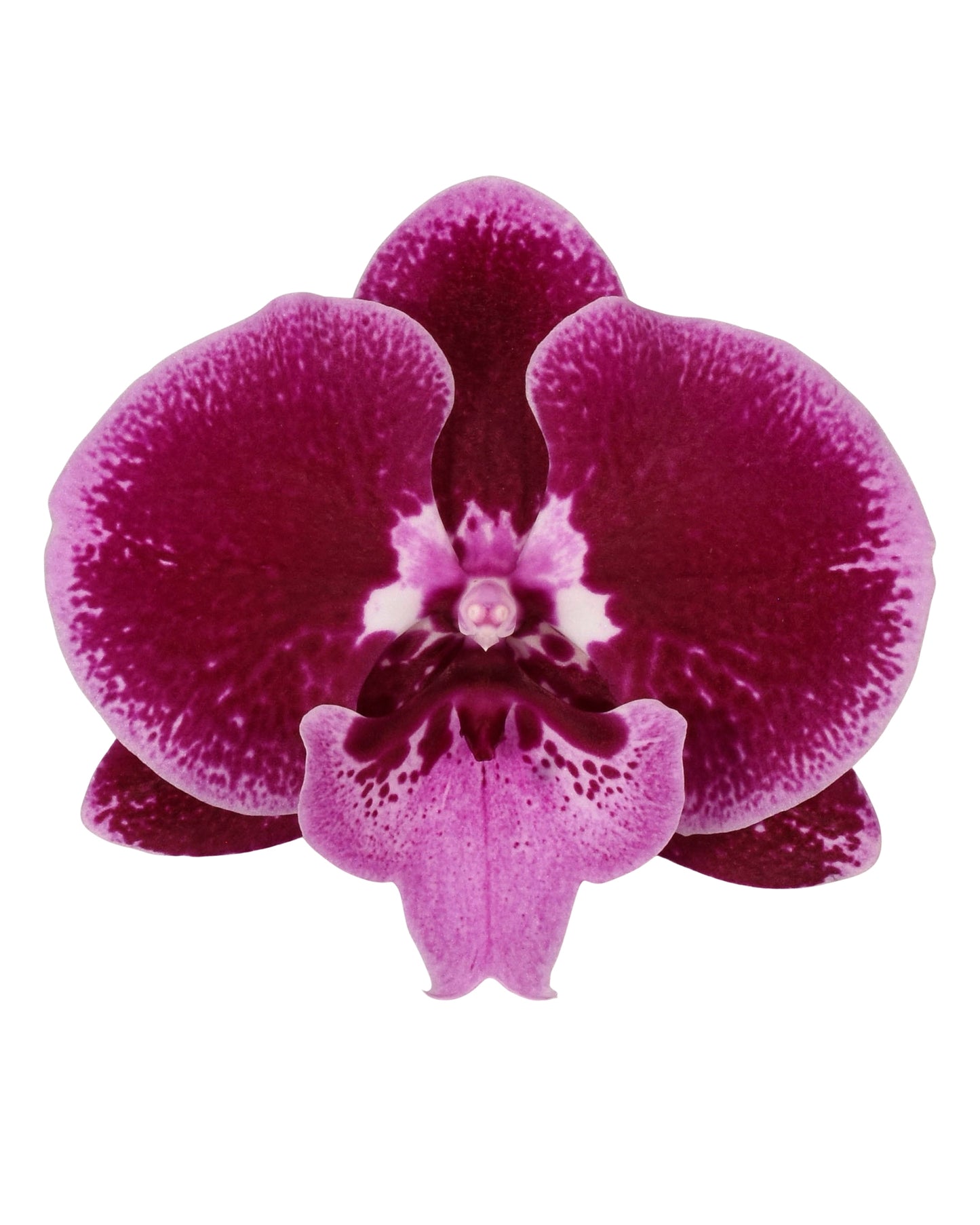 Phalaenopsis Orchid | Lembongan