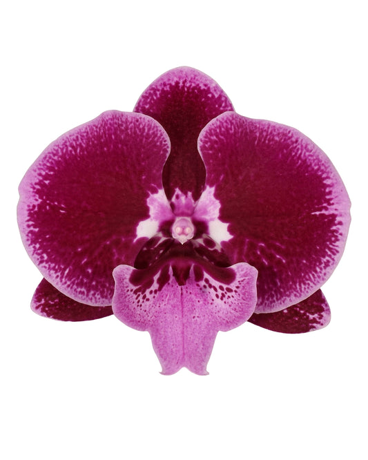 Phalaenopsis Orchid | Lembongan | Potted Houseplants
