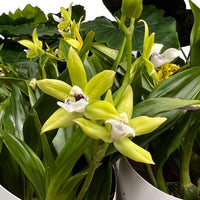 Butterfly Orchid |  Sunshine