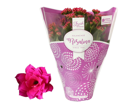 Hot Pink Kalanchoe | Plant Gift Sets & Gift Ideas