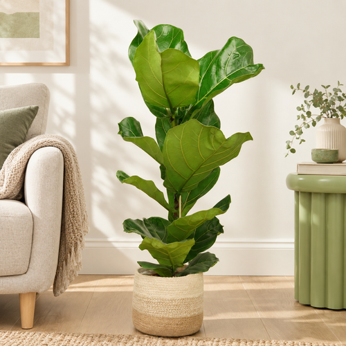 Fiddle Leaf Fig