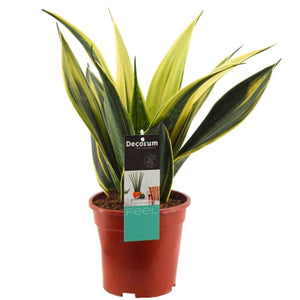 Snake Plant | Gold Flame - Indoor Plant