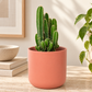 Apple Cactus Florida