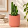 Apple Cactus Florida