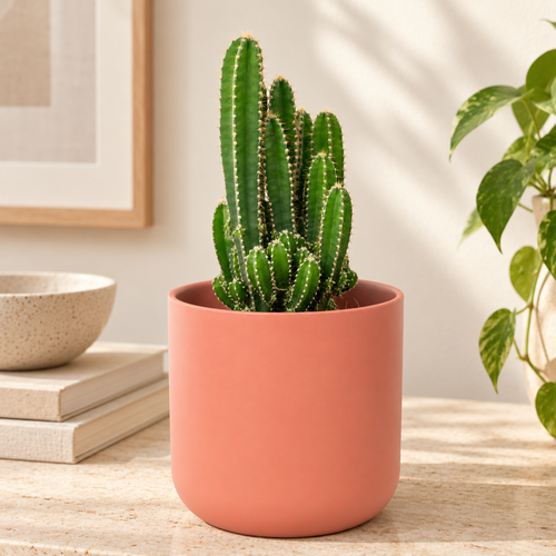 Apple Cactus Florida