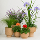 Modern Architectural  | Garden Bundle