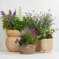 Pollinator Plants | Garden Bundle