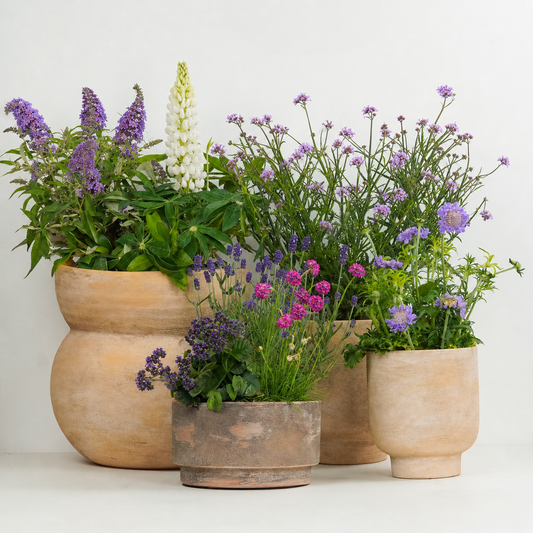 Pollinator Plants | Garden Bundle | Outdoor Plants
