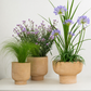 Mediterranean Planting  | Garden Bundle