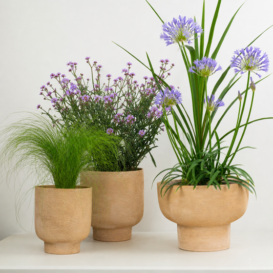 Contemporary Set  | Garden Bundle | Outdoor Plants