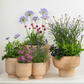 Purple Passion  | Garden Bundle