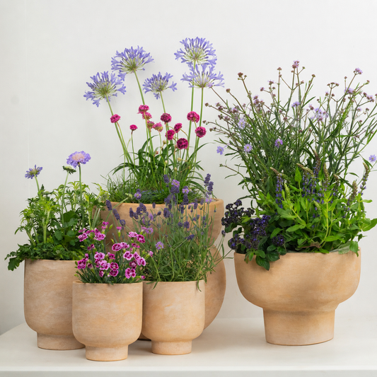 Purple Passion  | Garden Bundle | Outdoor Plants
