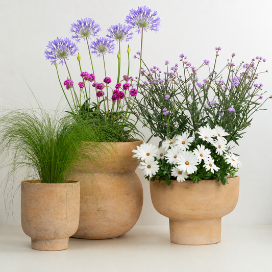 Seabreeze | Garden Bundle | Outdoor Plants