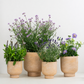 Bee Friendly | Garden Bundle