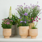 Cottage Garden  | Garden Bundle