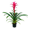 Bromeliad | Guzmania | Deep Pink