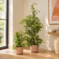 Weeping Fig | Golden King