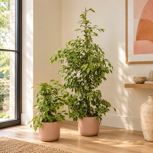 Weeping Fig | Golden King