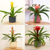 Guzmania Bromeliad | Surprise Colour