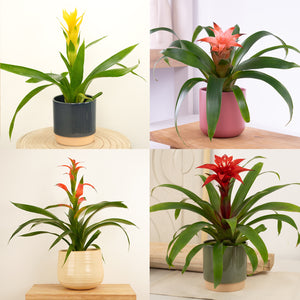 Guzmania Bromeliad | Surprise Colour - Indoor Plant