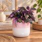 Variegated Velvet Plant | Purple Passion | Hard To Find