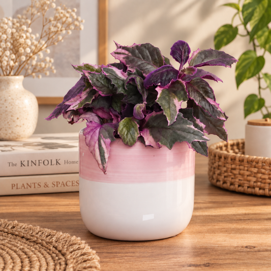 Variegated Velvet Plant | Purple Passion | Hard To Find | 