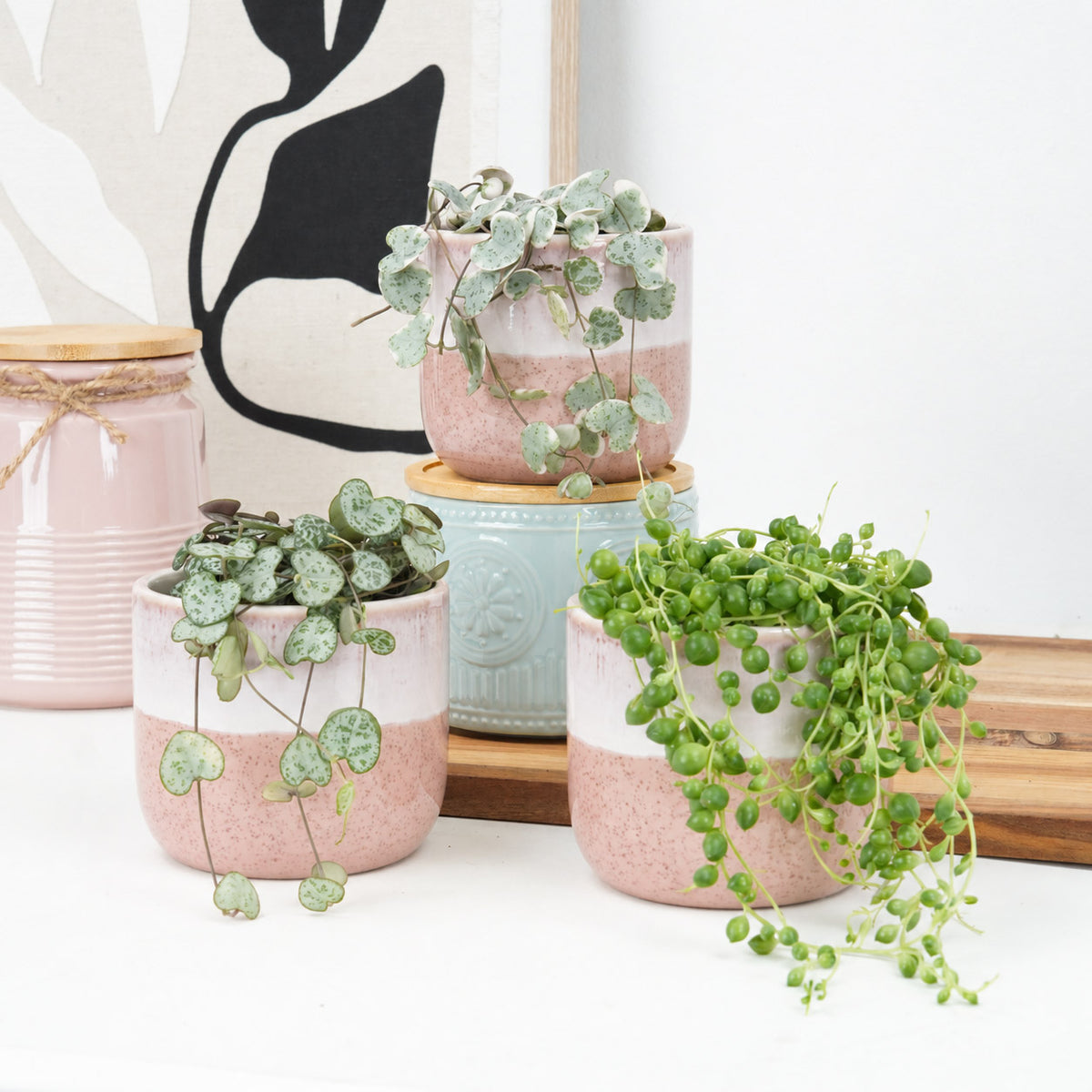 Heartstrings & Pearls | Plant Bundle