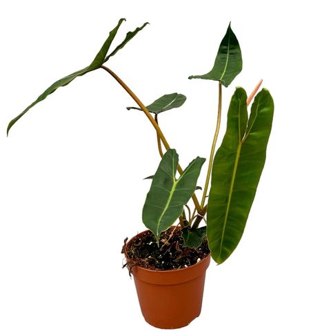 Philodendron Billietiae Elephant Ear Houseplant