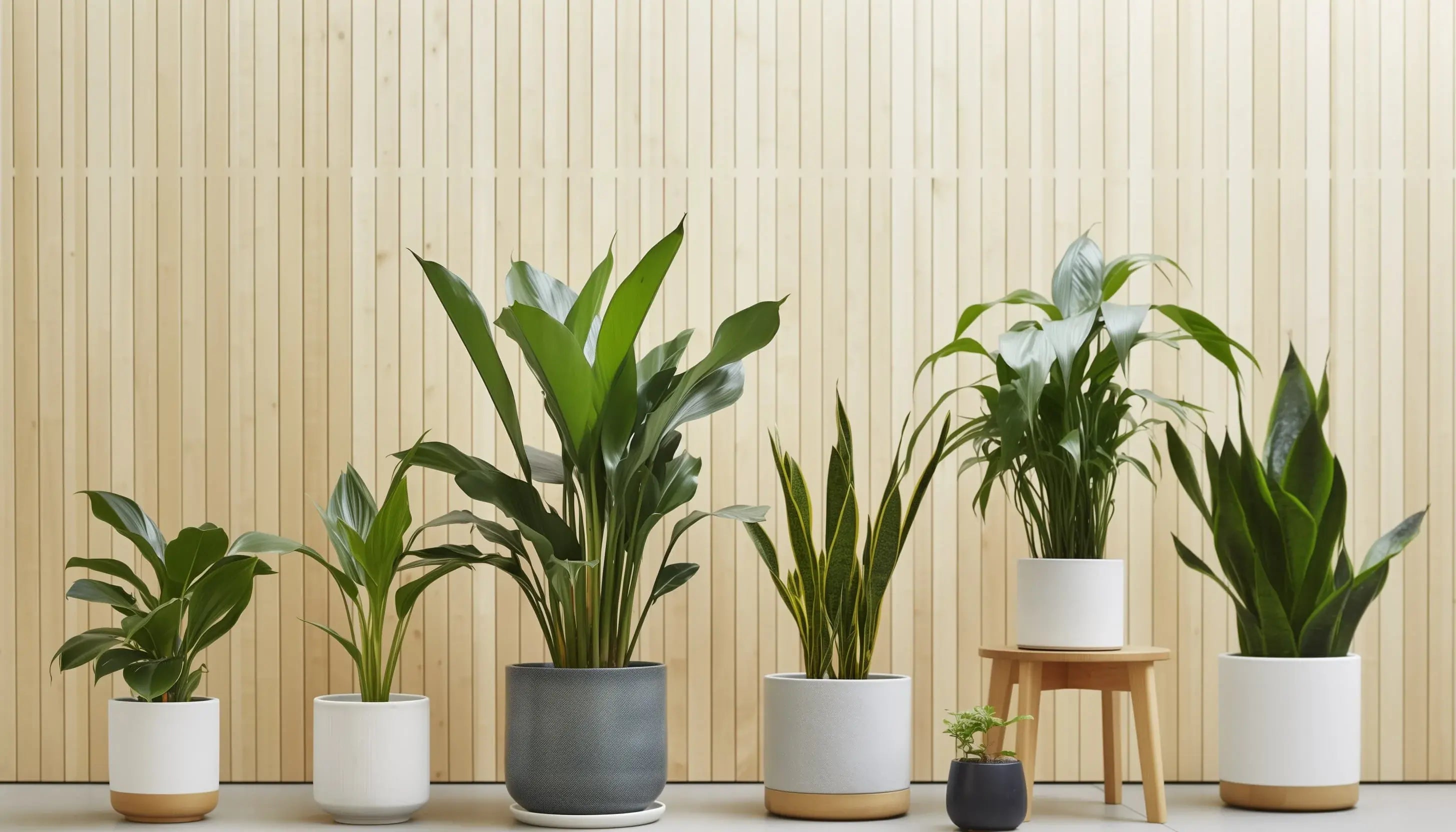 Buy Houseplants and Indoor Plants Online