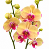 Phalaenopsis Orchid | Iris