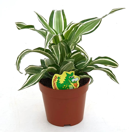 Corn Plant | Kanzi | 