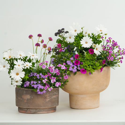 Romantic Patio Deluxe | Garden Bundle | Outdoor Plants