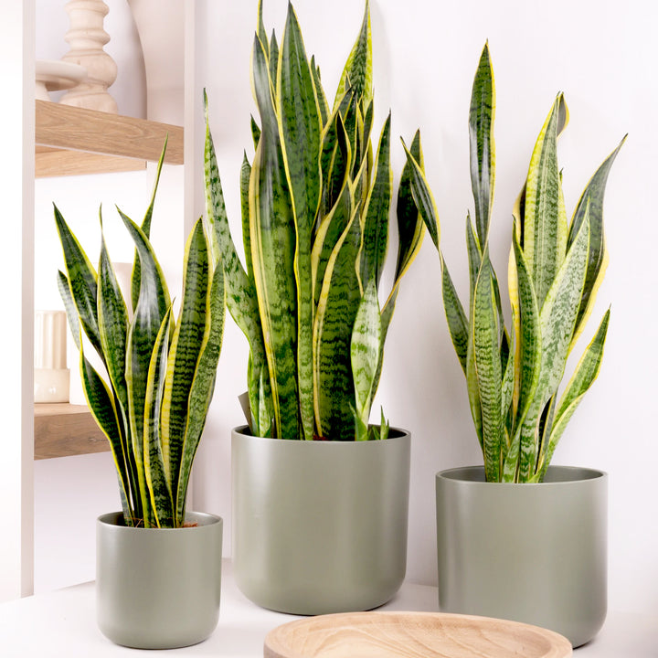 snake plant starter Starter Plant Parent | Plant Bundle | 3 X PLANTS