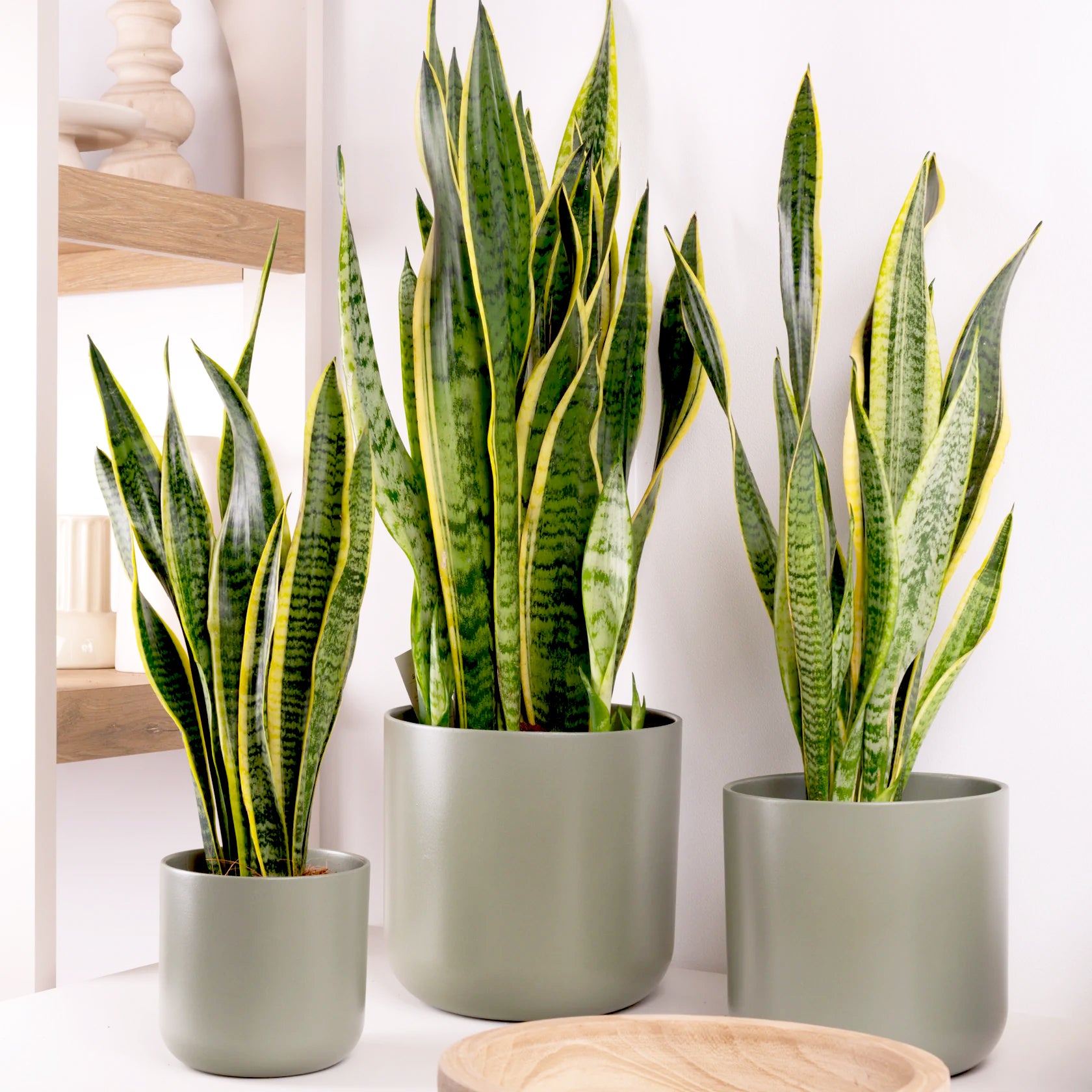 Snake Plant | Laurentii
