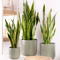 Snake Plant | Laurentii