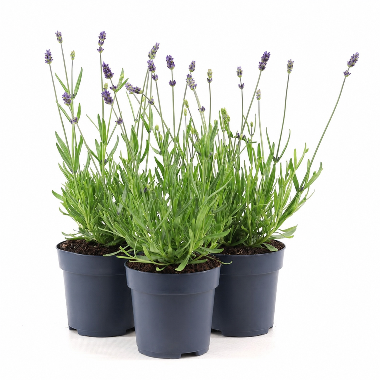Lavender | Outdoor Plant