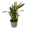 Leroy Brown Orchid