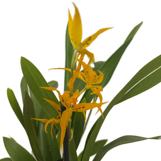 Spider Orchid | Leroy Brown | Potted Houseplants