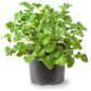 Lemon Geranium