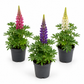 Lupin | Surprise Colour | Garden Plant
