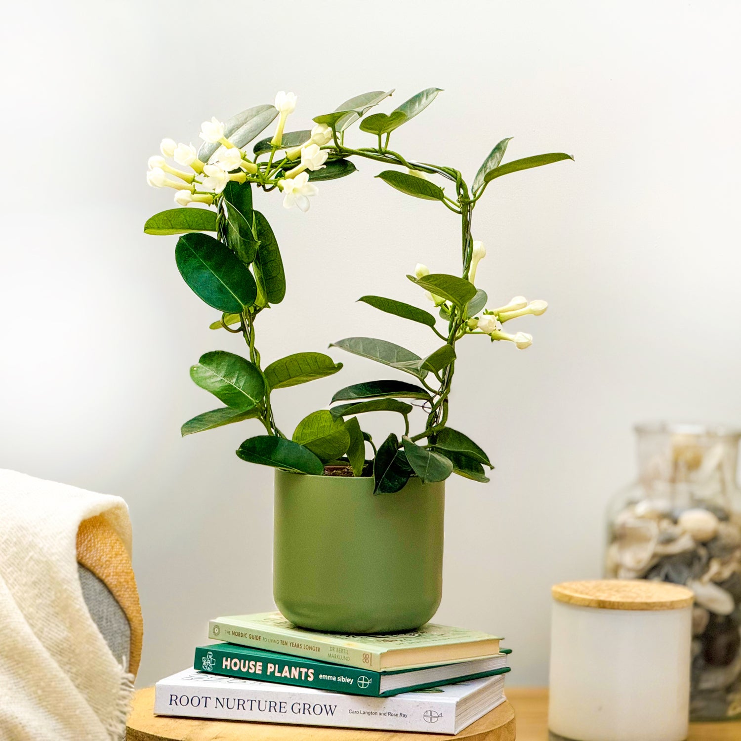 madagascar jasmine house plant Madagascar Jasmine