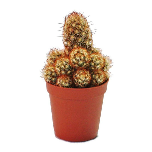 Lady Fingers Cactus | Potted Houseplants