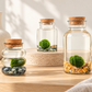 Marimo | Moss Ball | Rare Plant