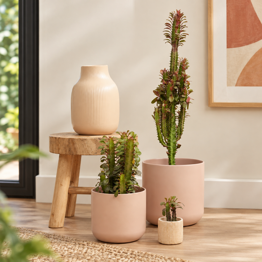 African Milk Tree | Red | Kitchen Plants