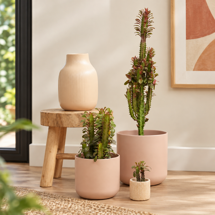 African Milk Tree | Red