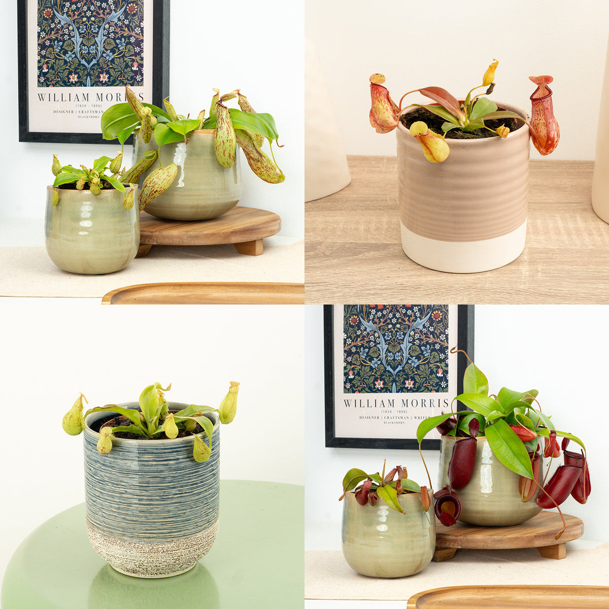 Monkey Jars | Mystery Variety!