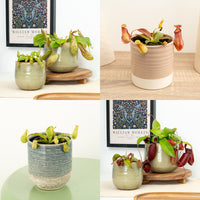Monkey Jars | Mystery Variety!