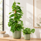 Monstera | Monkey Mask