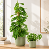 Monstera | Monkey Mask